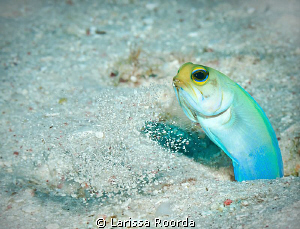Yellow-headed Jawfish cleaning his home.  Caught him spit... by Larissa Roorda 